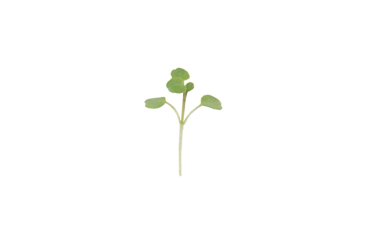 Watercress – Organic Microgreen Seed